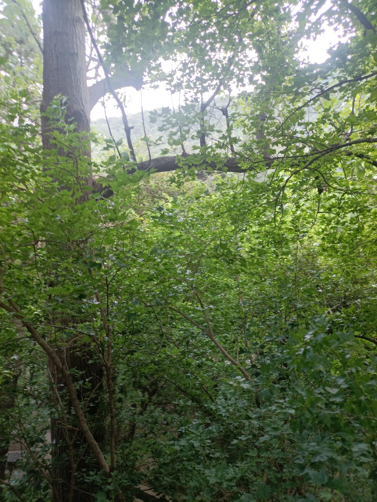 苍山公园（十三）