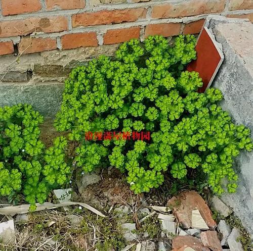 泽漆汤‌的趣味口诀为：‌“
泽漆汤方九味药，泽夏紫白参芩草；
桂姜助药泻水毒，大