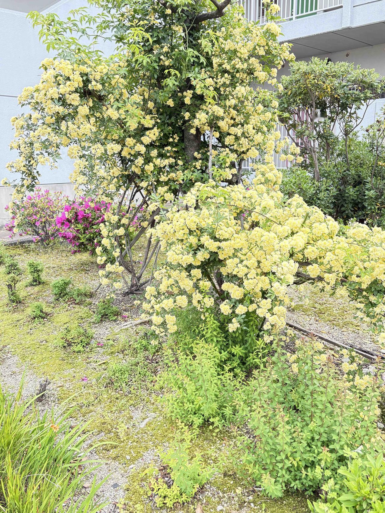 黄木香：🌿 植物特征
类别：蔷薇科蔷薇属的常绿或半常绿攀援灌木。
花朵：花朵小