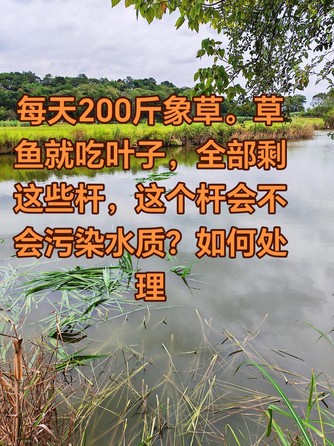 鲍鱼太精了，每天都吃叶子，其他的都不吃，这样难搞草鱼 养鱼日记 农村生活