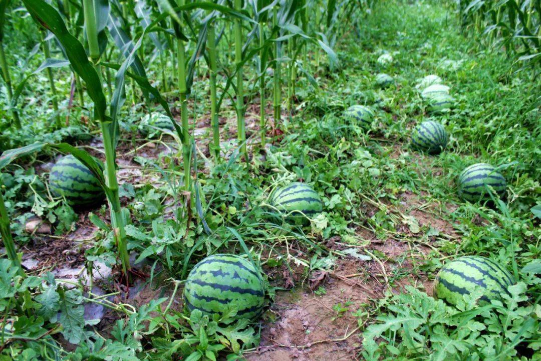 iamroosie 2026开年第一瓜