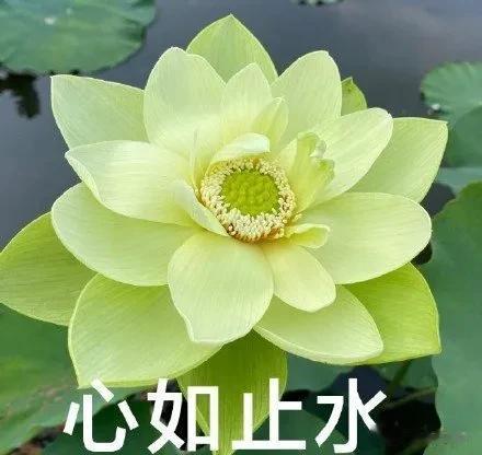 喜欢打开台灯，
让暖光慢慢适应黑色的夜。
喜欢夜的深沉，
给人带来松弛和短暂畅想