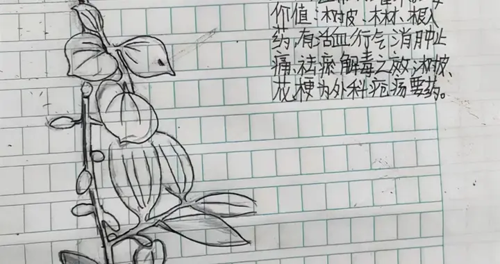 四川泸州13岁男孩手绘中草药走红 父亲：从未教过他画画