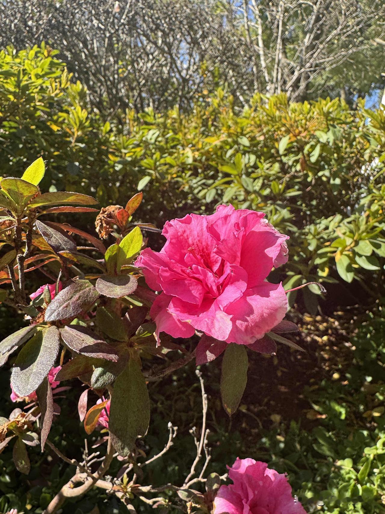 香格里拉市，下辖4个镇、7个乡，共6个社区居委会、59个村委会，总人口19万人，