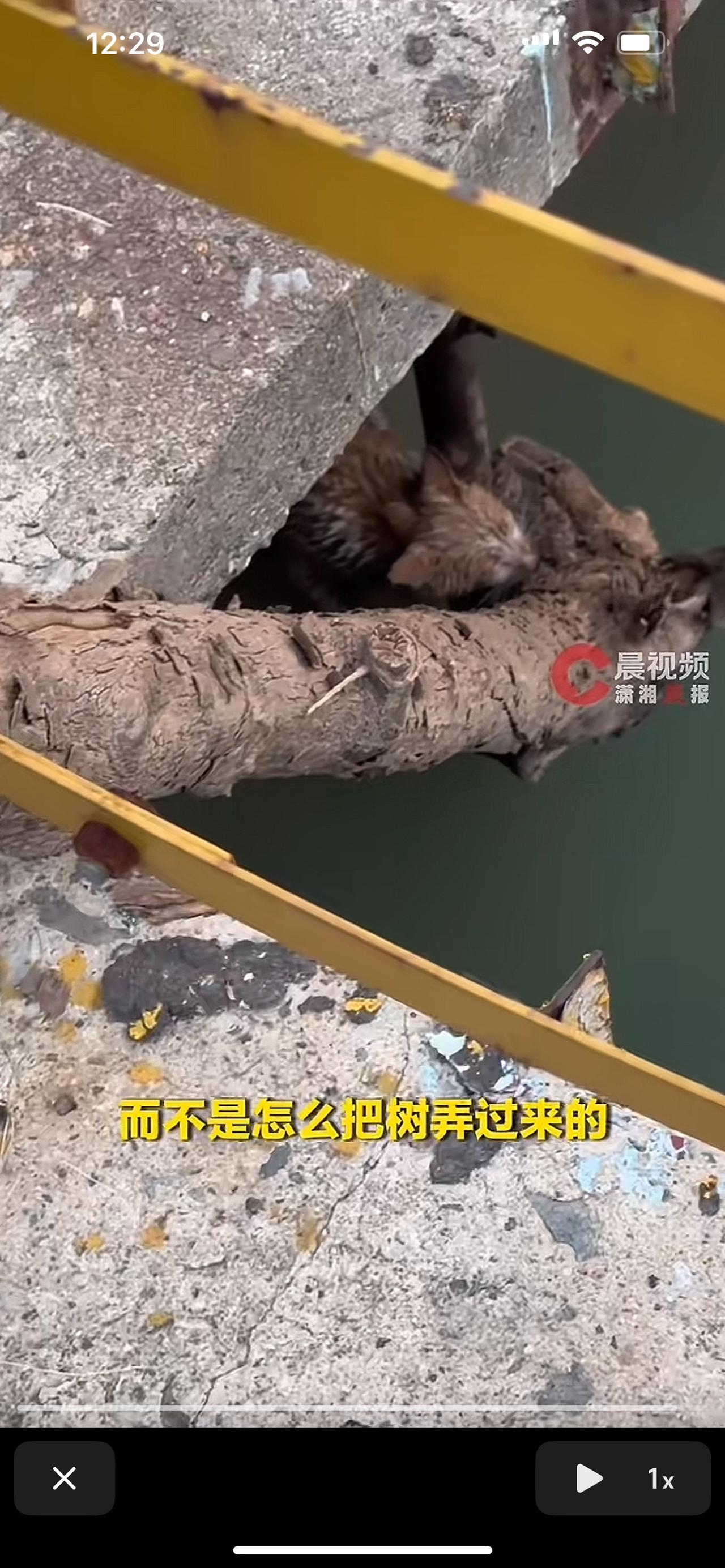 见过救猫的，没见过这么“硬核”救猫的——一位大哥，居然徒手拔了棵树当救援工具，这