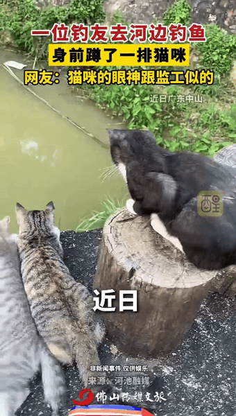 “笑不活了！”广东中山，男子去河边钓鱼，一堆小猫咪可能是想吃鱼了，纷纷跑过来在他
