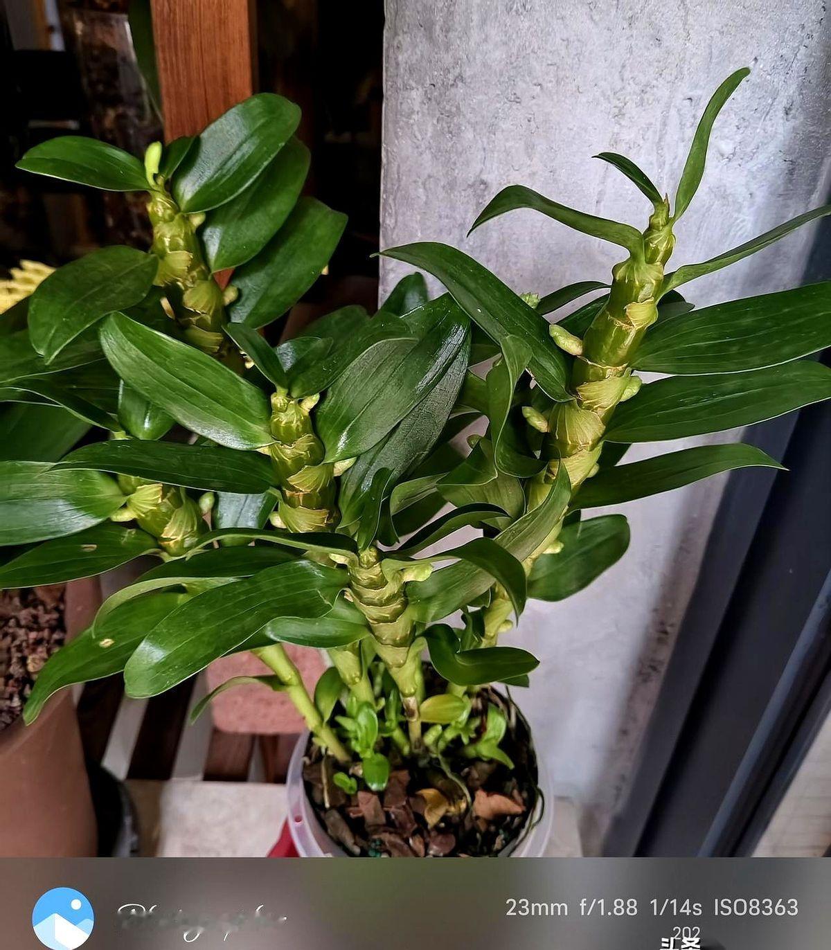 蝴蝶兰，阵亡。
小鱼，团灭。
昨晚，石斛兰也光荣了。
我就纳闷了。
人家养花，是