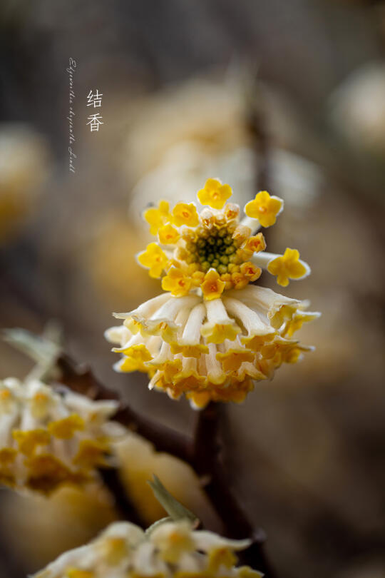 结香|Edgeworthia chrysantha Lindl.