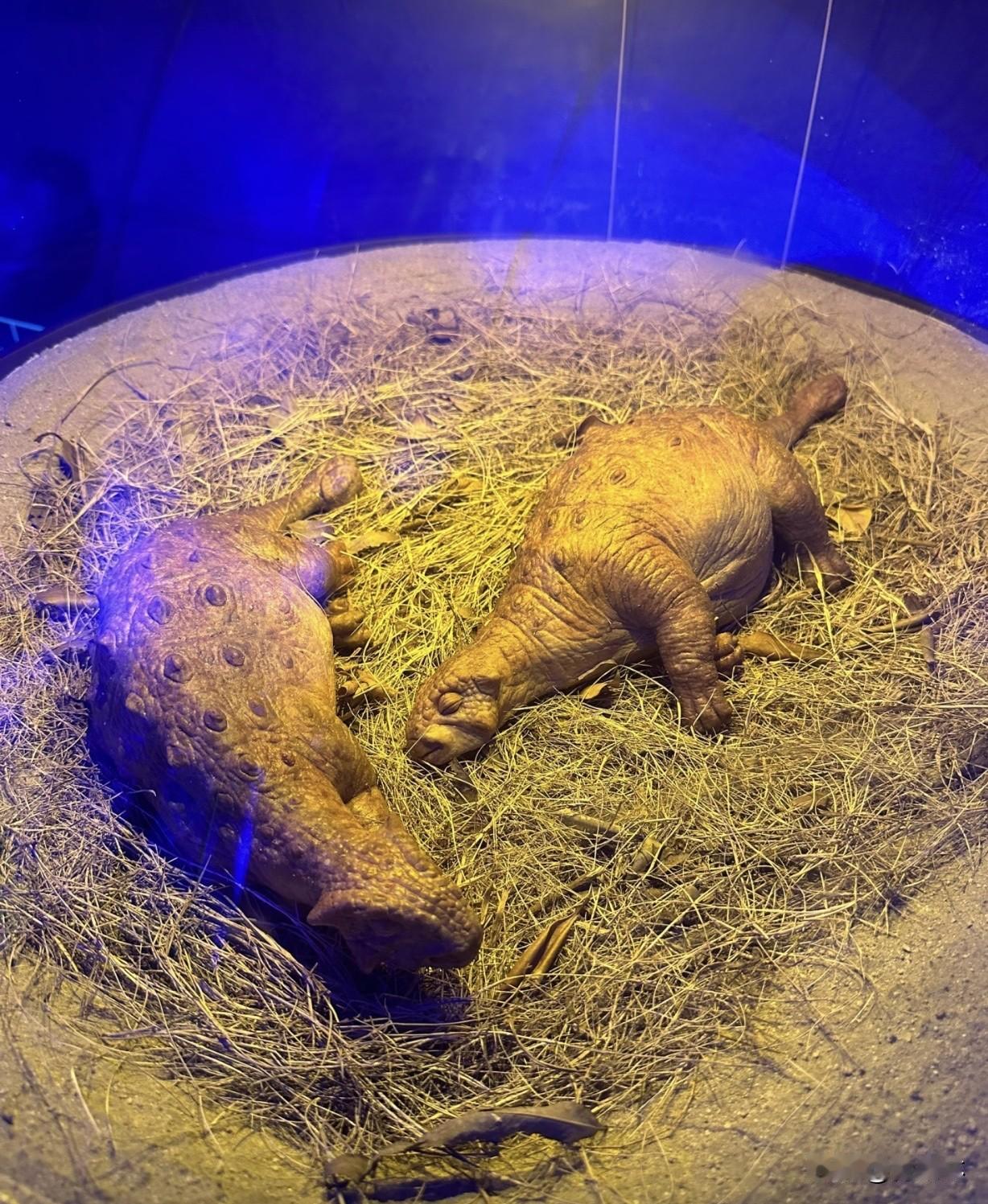 最近园区还上新了不少好项目，特别值得带着孩子来玩。疯狂恐龙人区域新开了重启白垩纪