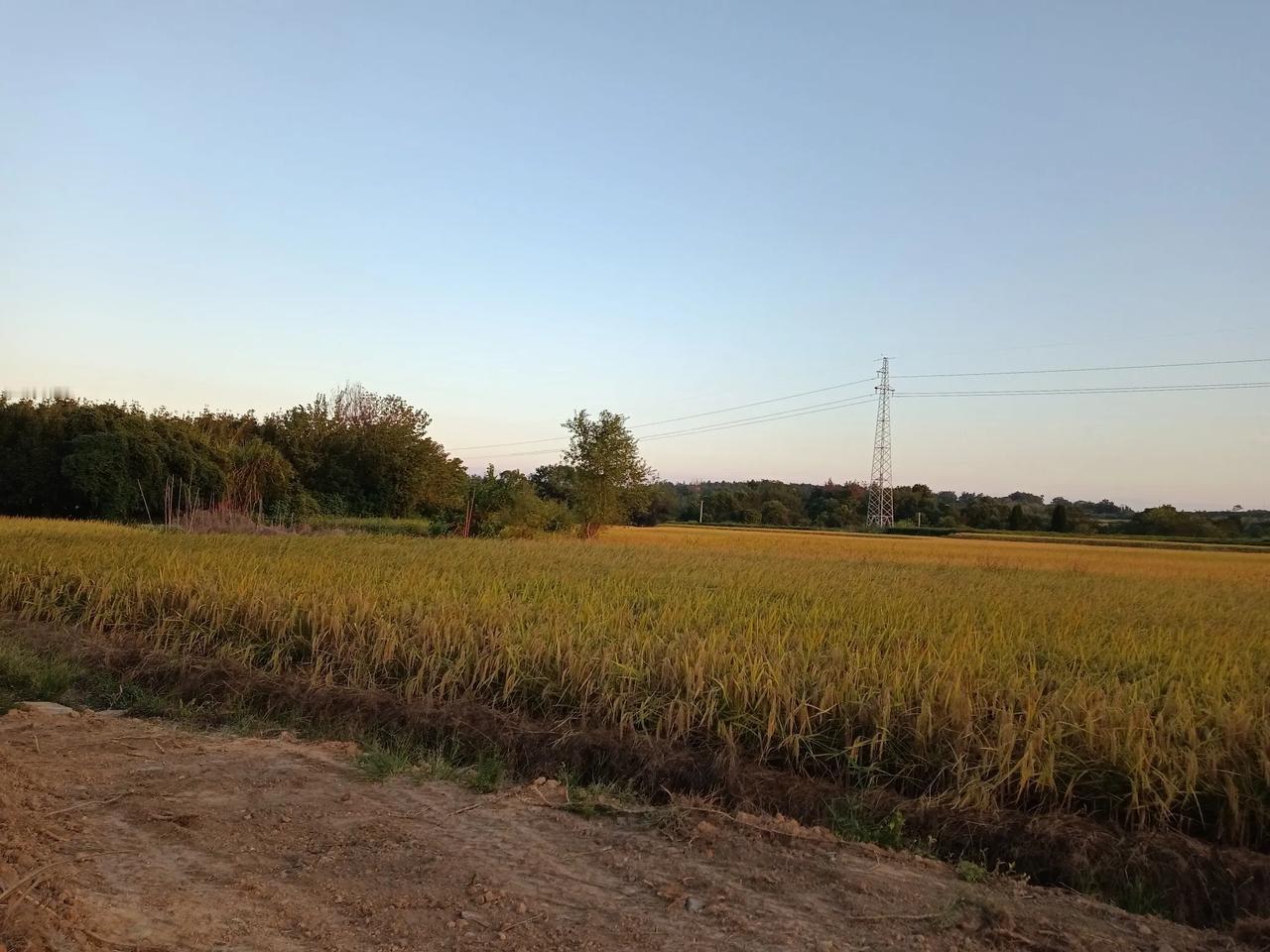 秋天稻熟景
秋天农村处处是稻子成熟的风景，农民忙绿一年，最美的心情就是看稻子成熟