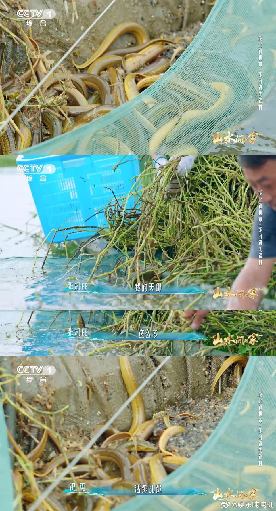 这不是抹茶蛋糕这是黄鳝的家中国乡村藏着巨型几何图案湖北仙桃的黄鳝养殖基地真的太壮