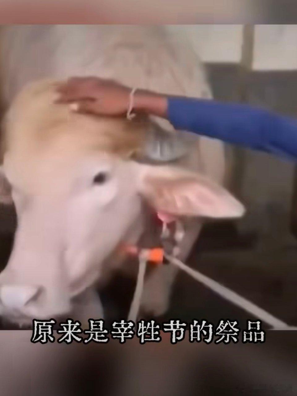孟加拉水牛因神似特朗普待遇升级你别说你别说，真的有点像原来特朗普的动物塑是牛。 