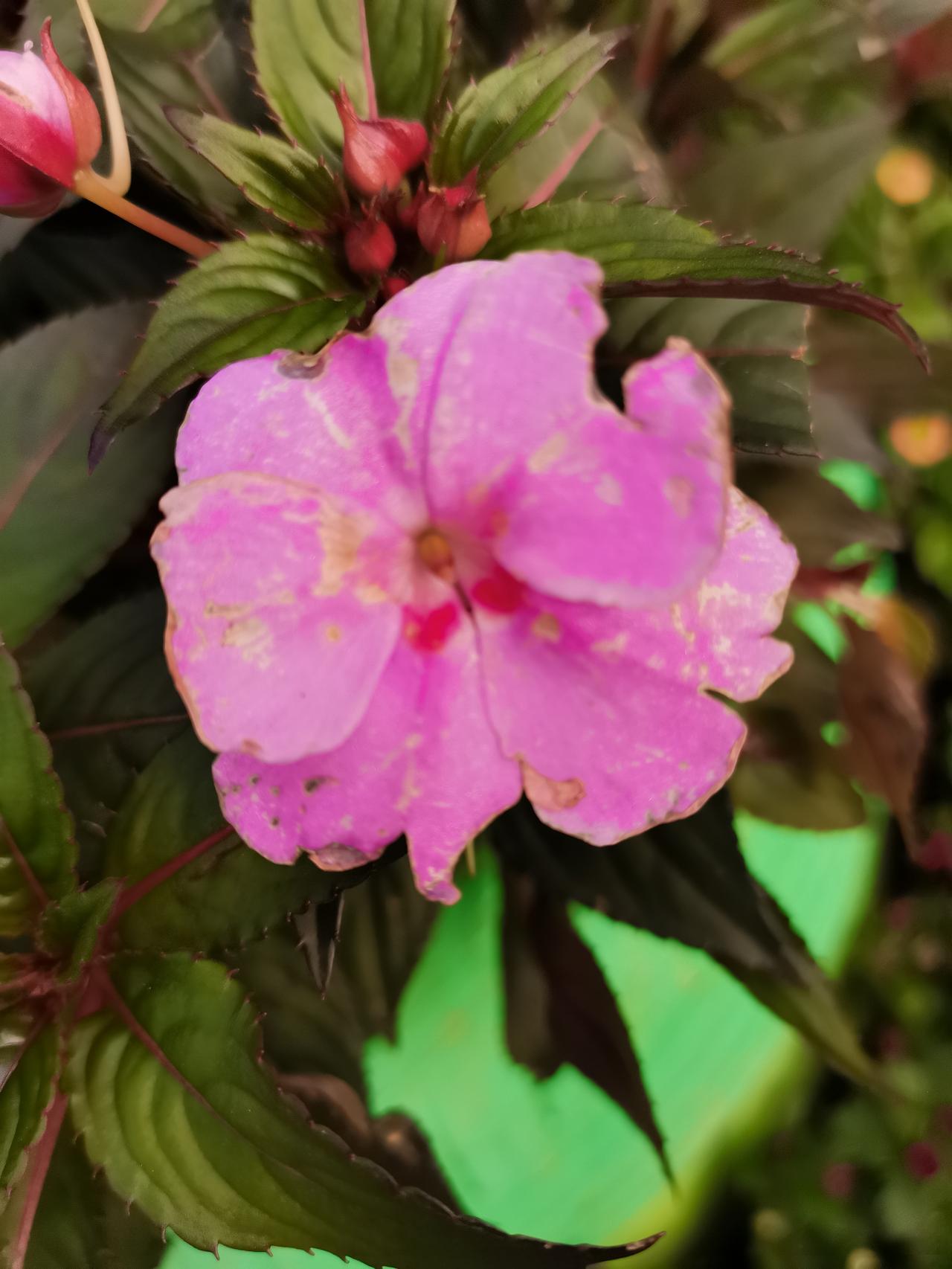 能不能分享一下你家花盆里养的花它不张扬，就安安静静在窗台占着一角，却把整个屋子的