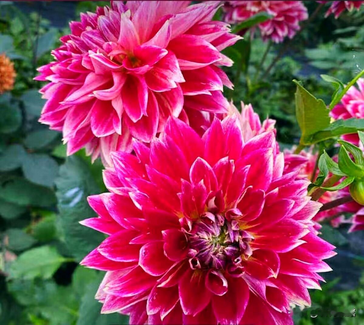 岁岁风调雨顺，请赐下联
上联；岁岁风调雨顺，
下联：家家笑语欢声。