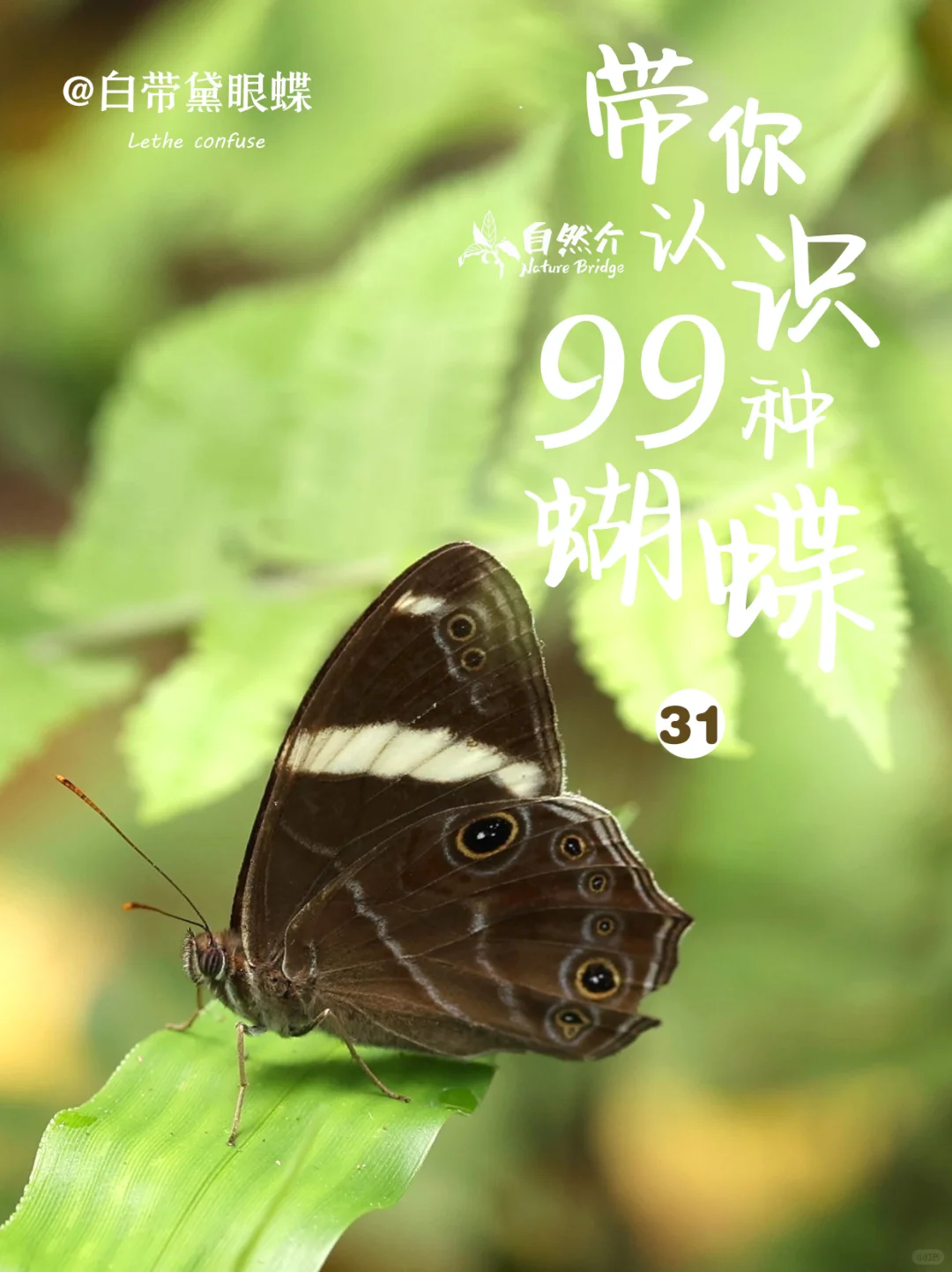 带你认识99种蝴蝶