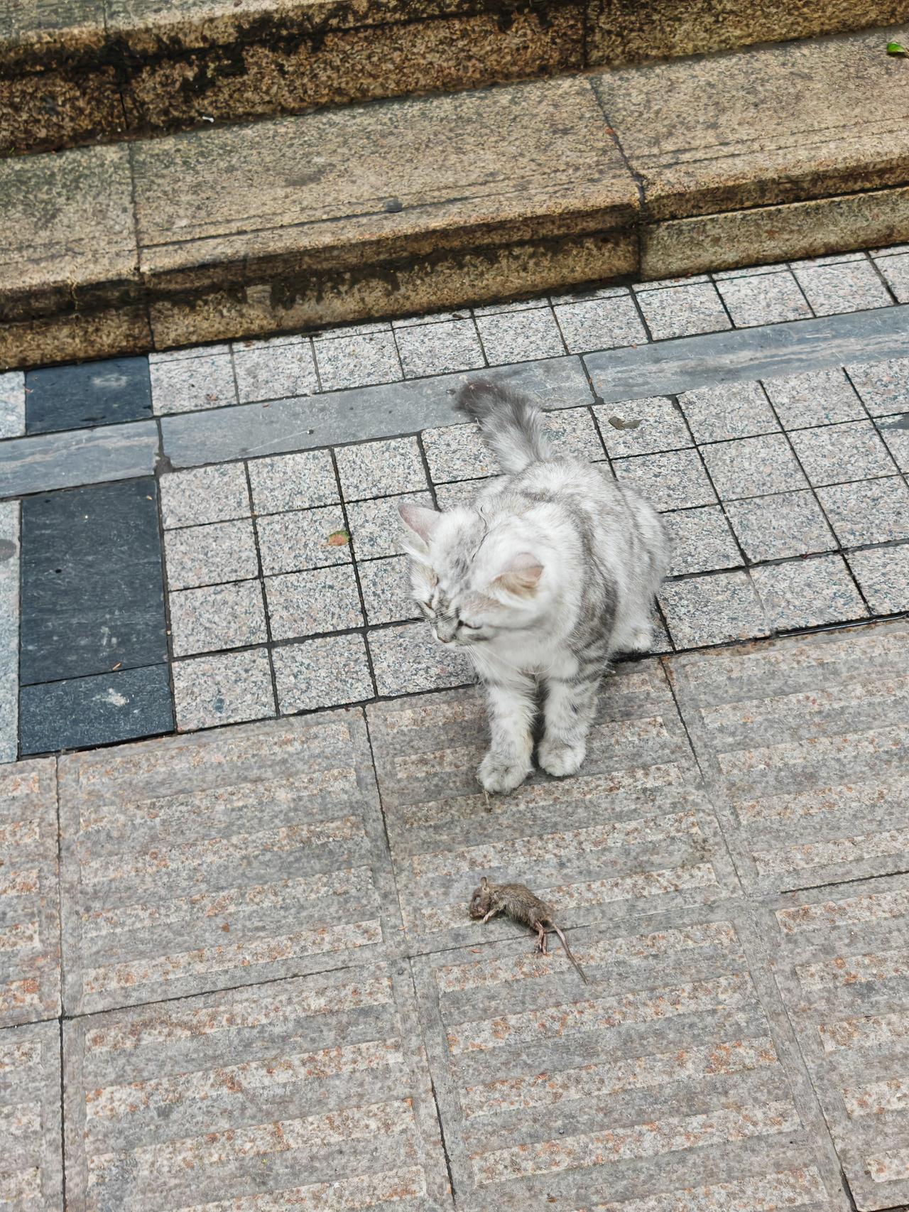 今天看到了猫捉老鼠的场景。
常听人们说，现在的猫不仅不会捉老鼠，而且看见老鼠就逃