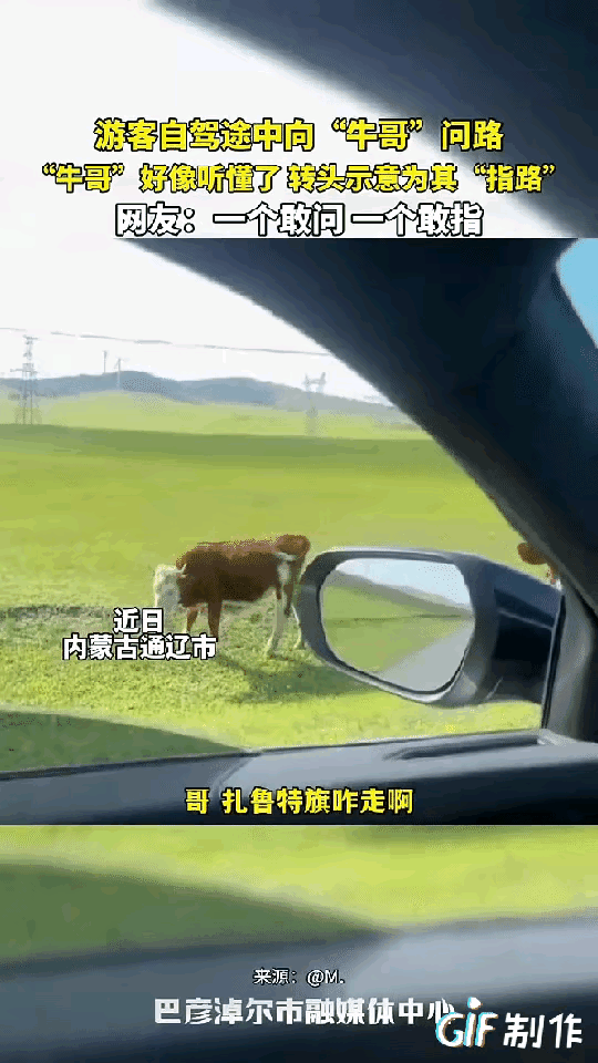 太有灵性了！内蒙古，一男子自驾游走错路，情急之下居然停下车问路边一头牛：“牛哥，