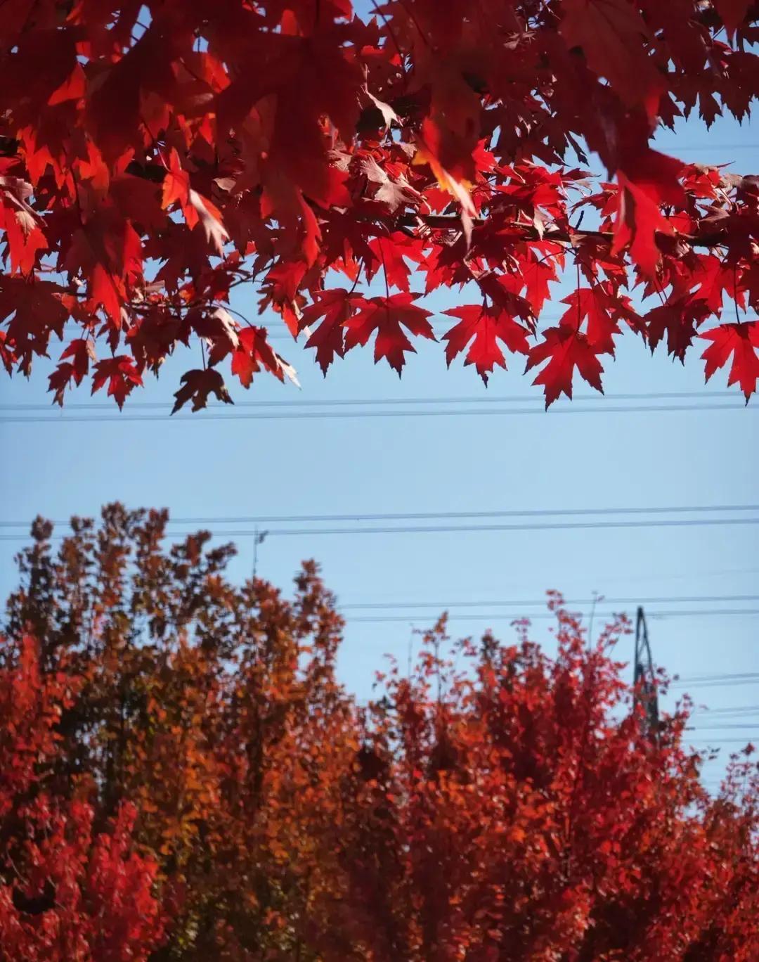 果不其然
 
如果有一天，普京突然宣布了
 
在莫斯科的电视讲话里，他在某个深夜