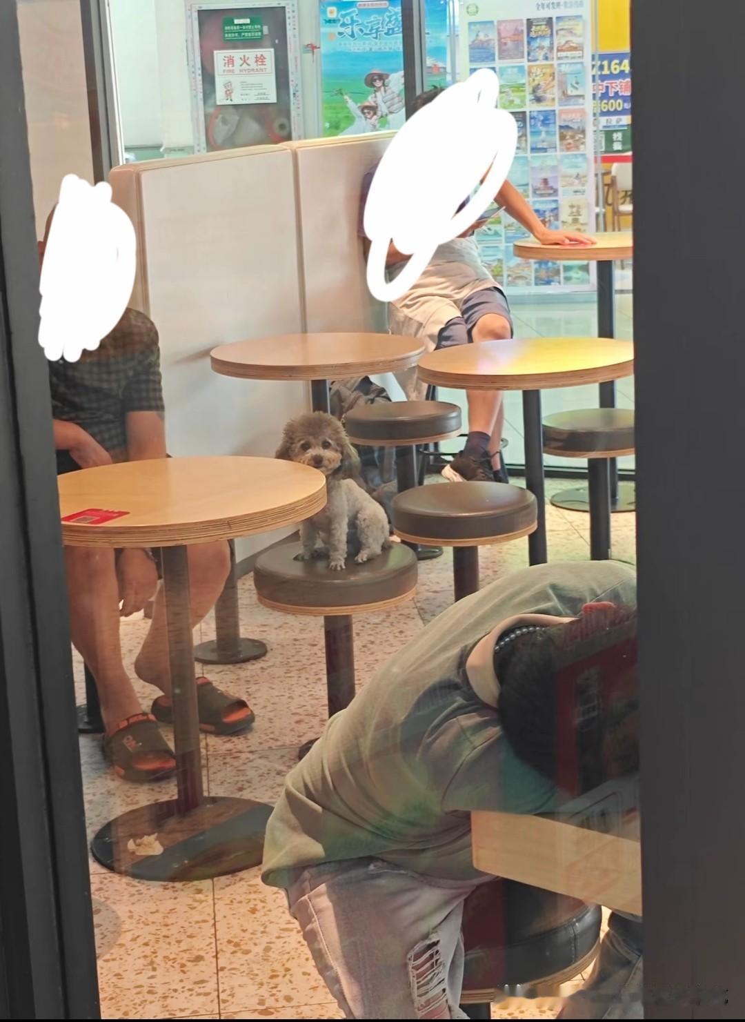 这是江苏一名网友在当地一家肯德基店里拍到的，狗是坐在凳子上的，准备跟主人一起吃大