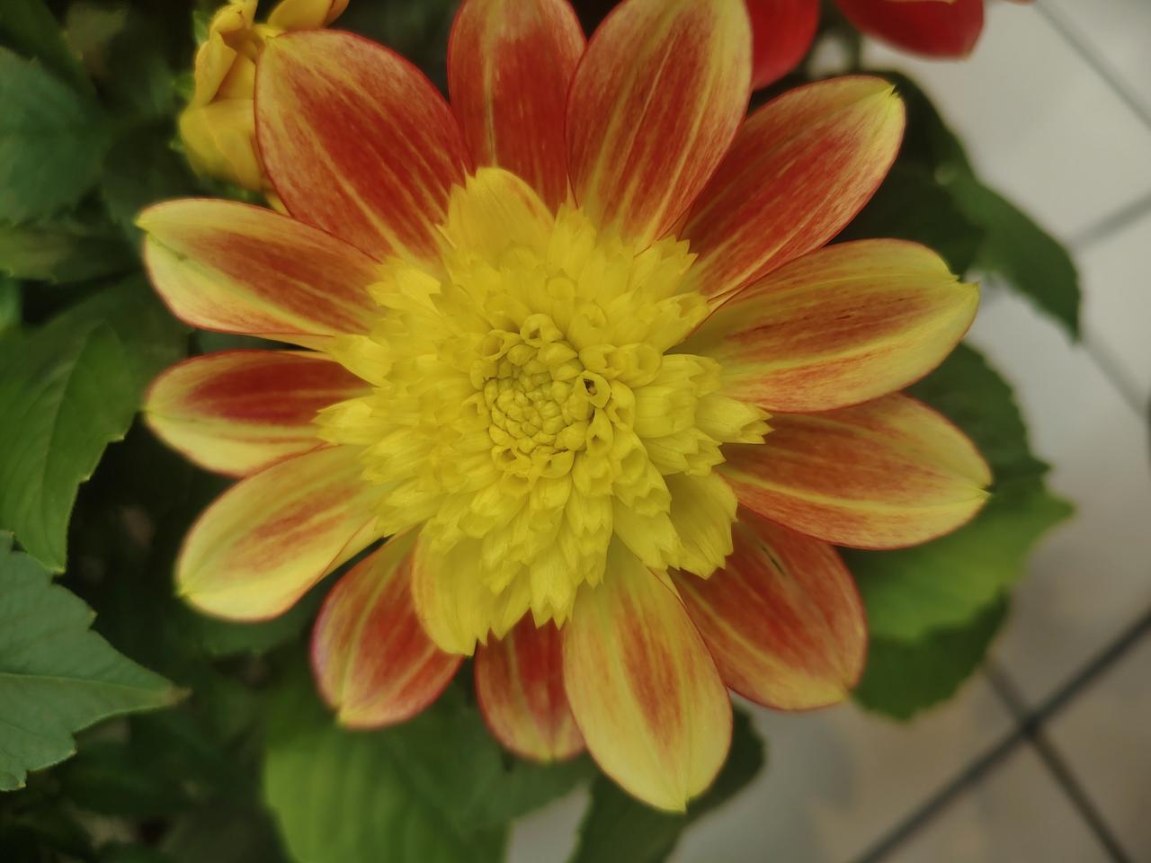 惊艳的橙黄渐变大丽花，绽放自然之美！🌸💐🌺