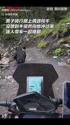 近日，四川甘孜，男子骑摩托车独自山路骑行，偶遇一群牦牛，按以往的经验牦牛会让开，