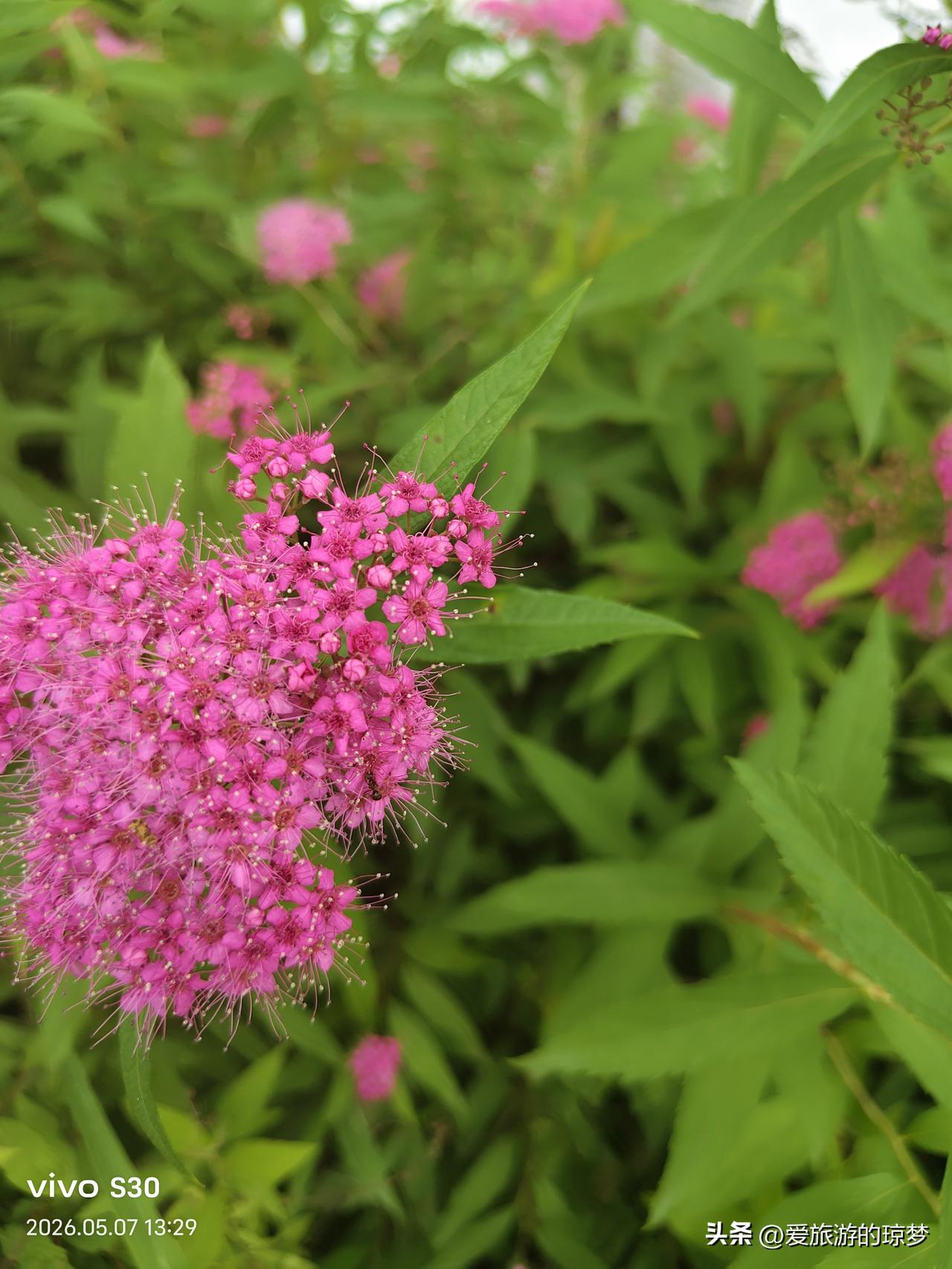相册里的花花草草