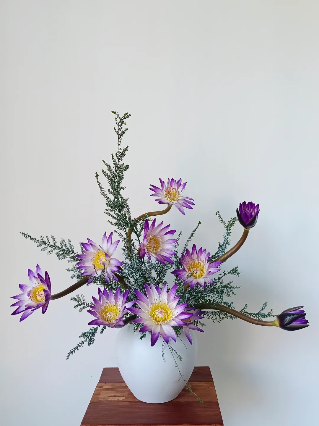 这花只能中午插~因为它早晚会睡