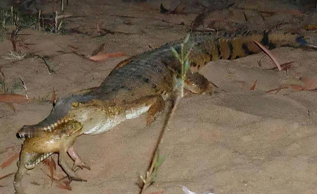 澳大利亚有15亿只甘蔗蟾蜍，浑身剧毒能直接毒死鳄鱼，狗吸入毒气能产生幻觉，让澳大