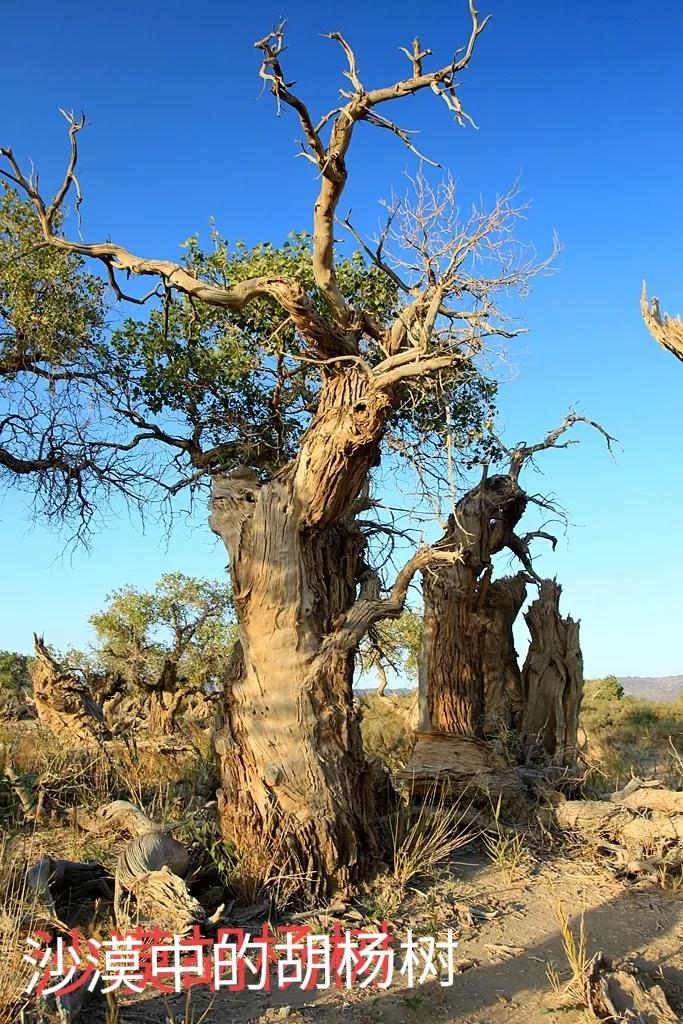 伴漠不朽吞楼兰
（原创/首发）
洪荒大漠孤烟直。
顶天胡杨如金戈
千年不倒英雄气