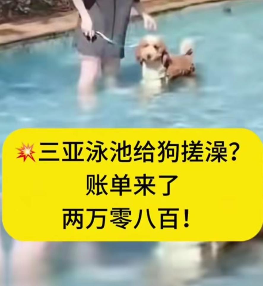 三亚一女子抱着狗进了公共泳池。岸上的人往后退，水里的人往边上躲。她对着人群喊：“