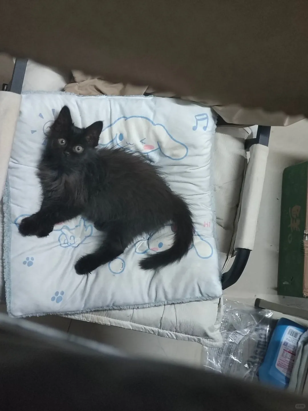 小猫磨爪子导致地球自转