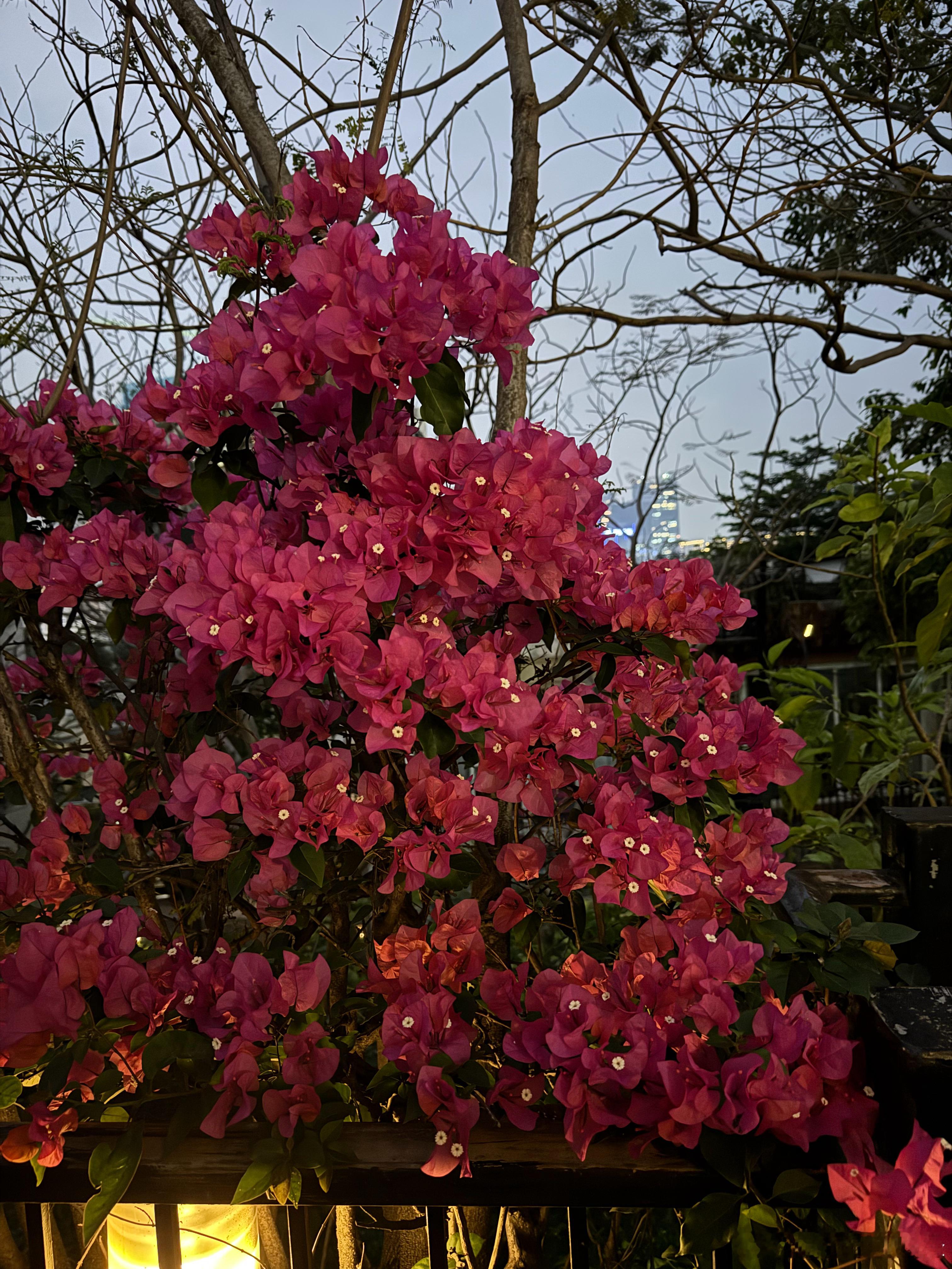 不知道的还以为我春游爬了个山，谁能知道这是我家，住好几年了也没好好欣赏过，原来春