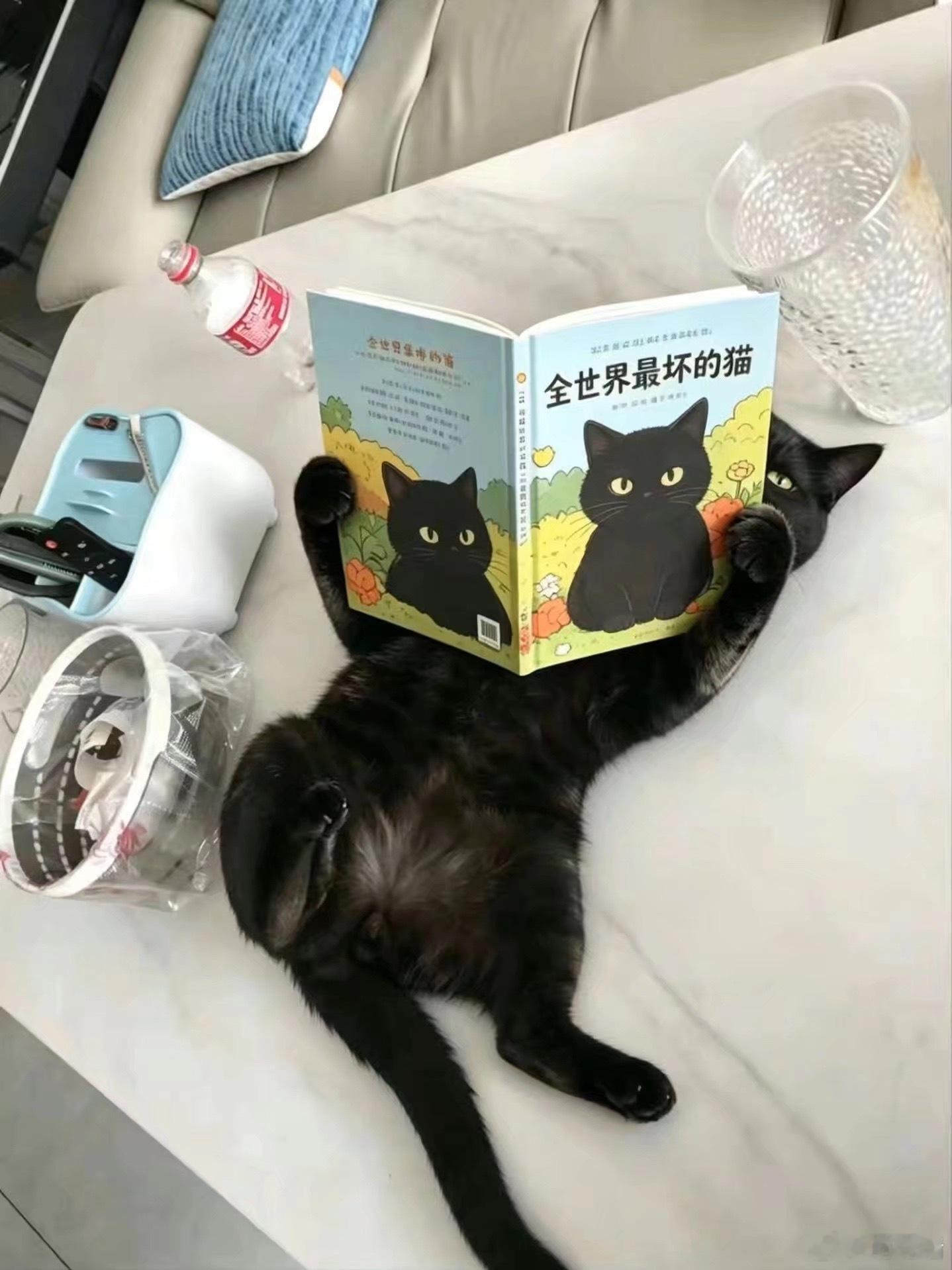 坏猫生成中 