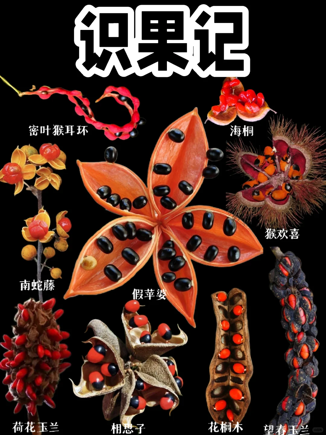 【识果】第二十一弹，红红的果实