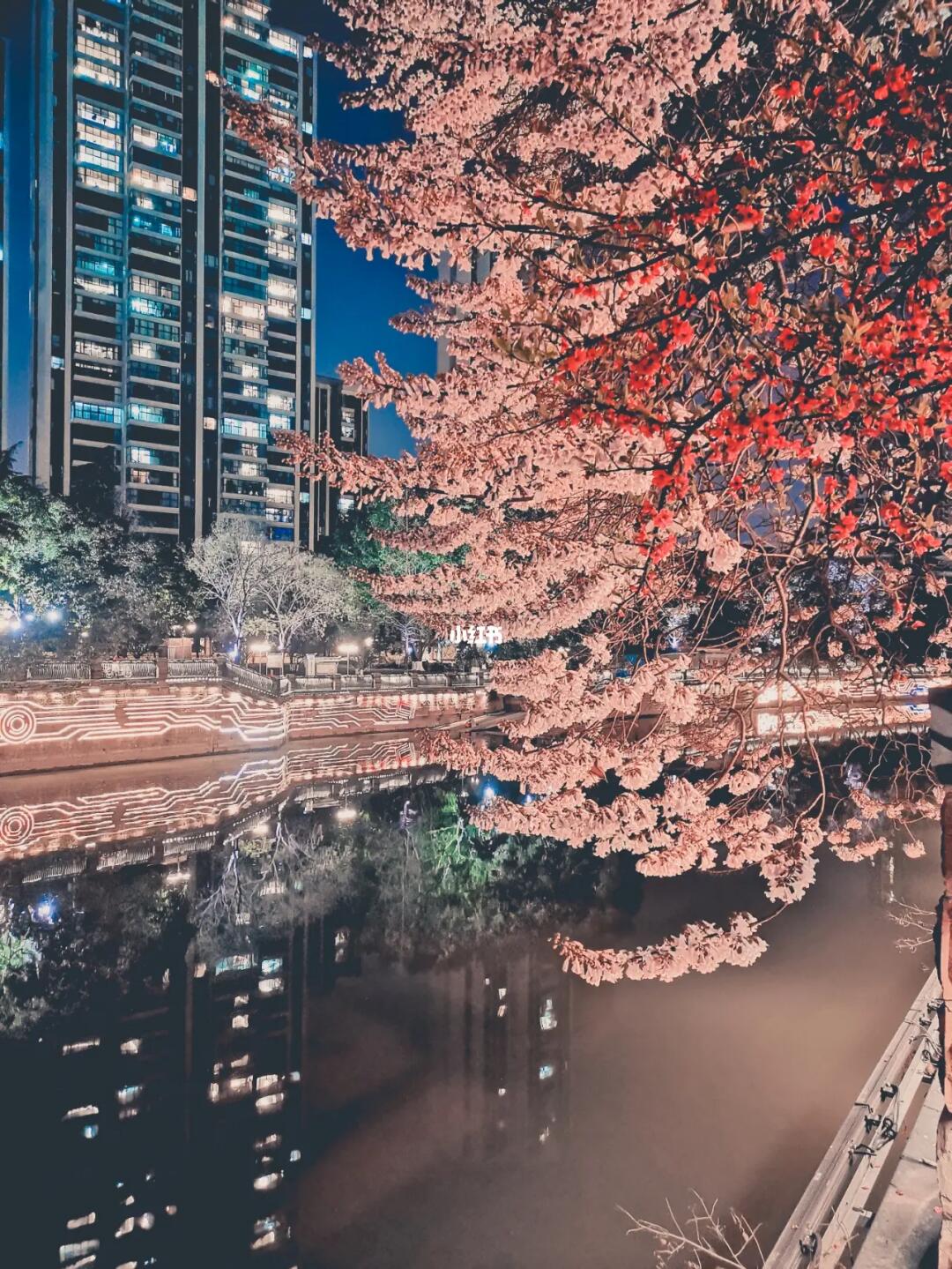 红星桥的泡桐花，请一定要晚上来‼️