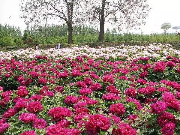 去洛阳看牡丹，终于尘埃落定了，后天出发，一日游，看牡丹＋古镇。

几个退休小老太