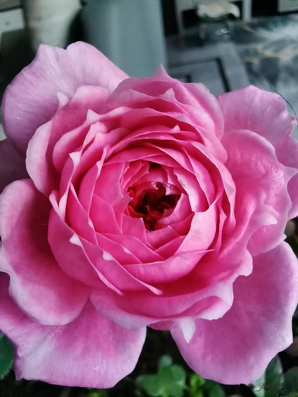 冬天也能开出非常漂亮美丽的花，你能猜出这是什么月季品种吗？为降低猜的难度告诉你花