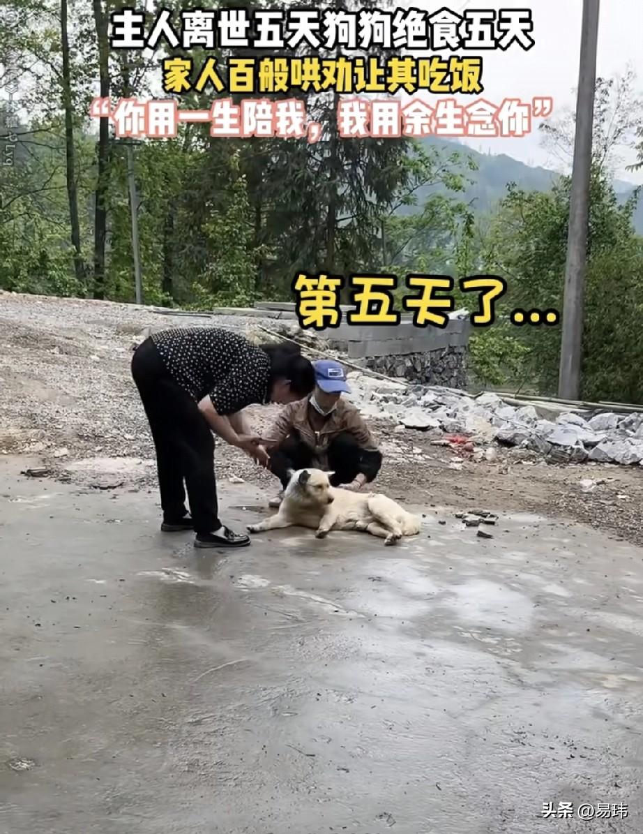 泪目了！一位老人养了一只狗狗，平时就非常宠爱它，狗狗也非常依赖老人，可老人因为年