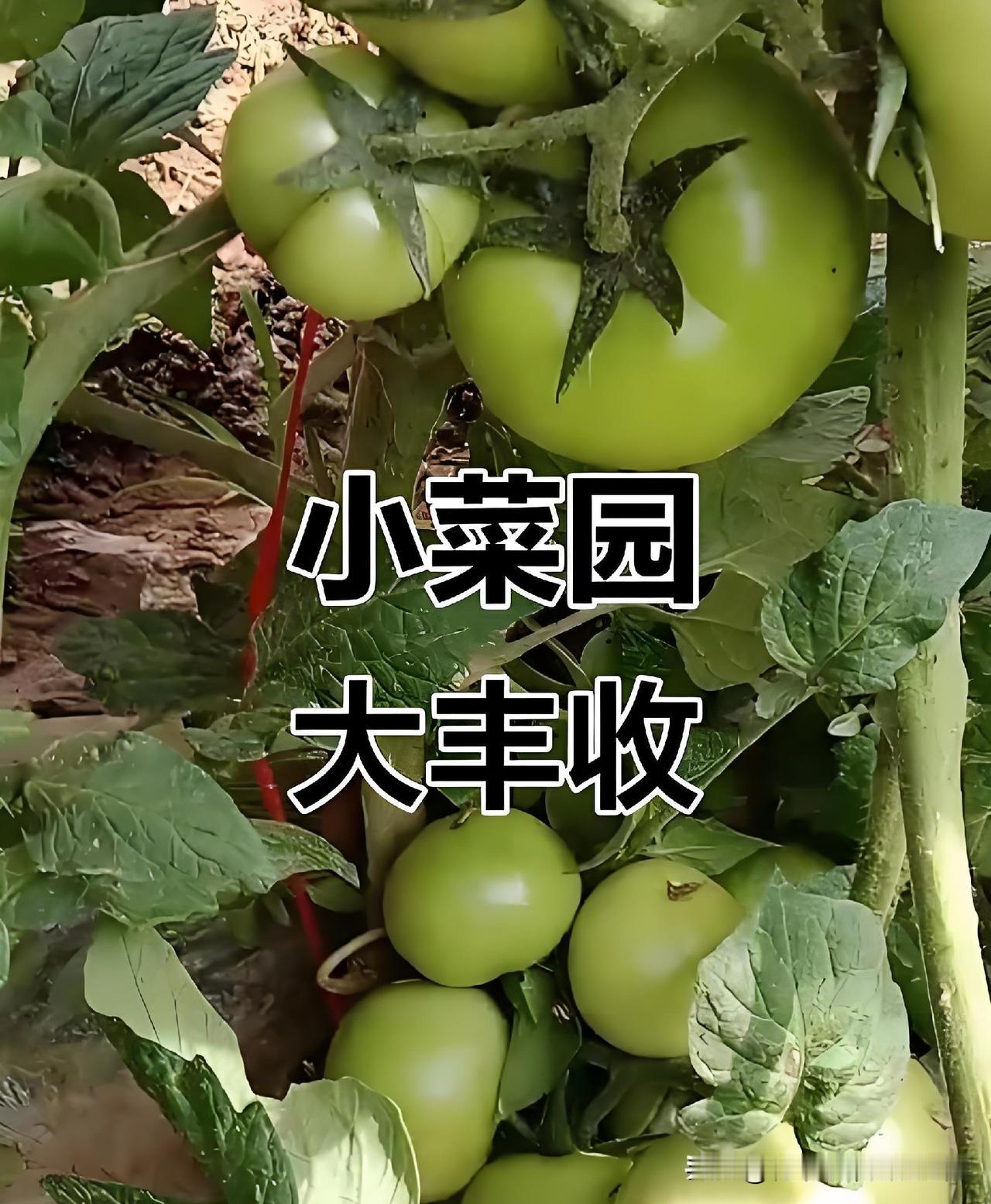 彻底揭秘！种西红柿根本没必要盲目打叶，打完叶又买遮阳网图了什么?
 
实在太气愤