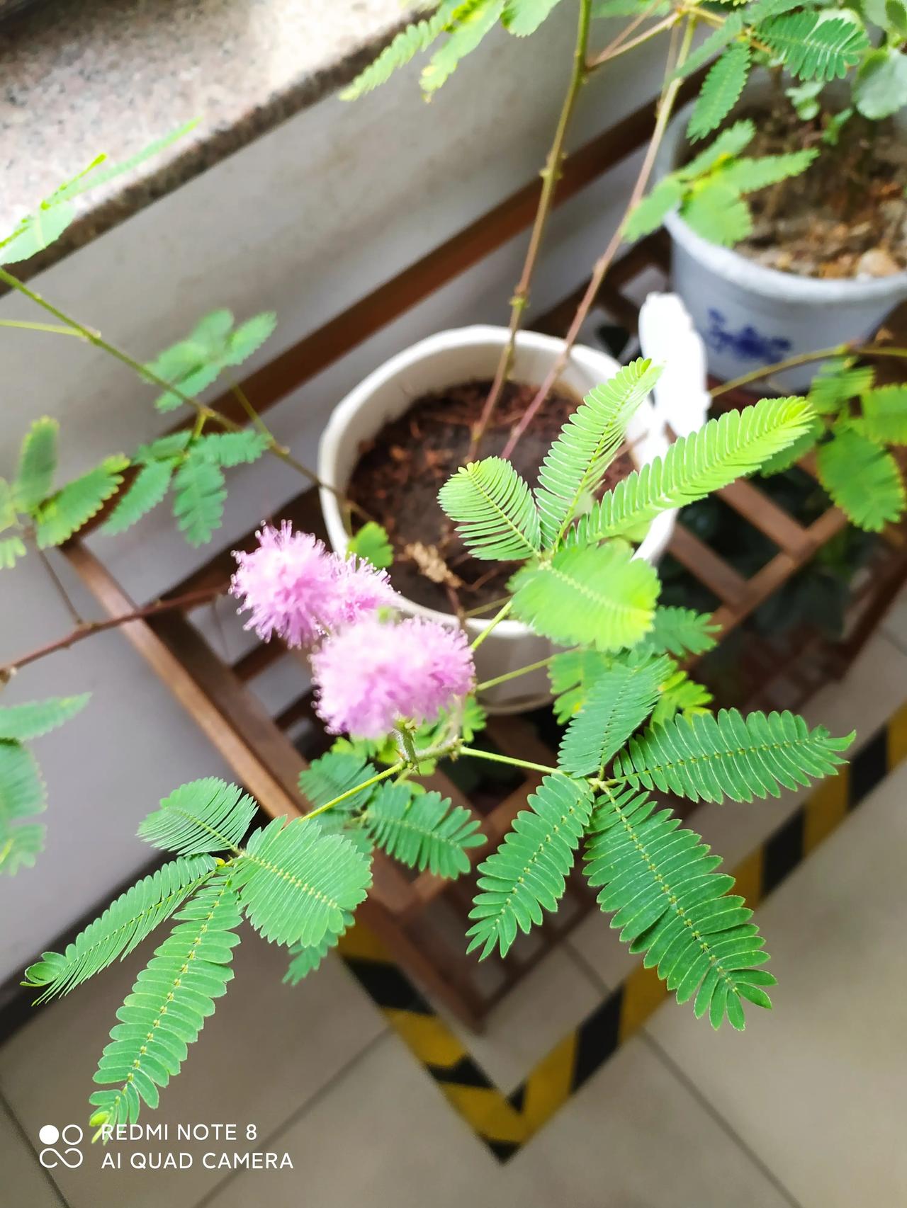 第一次看到含羞草开花