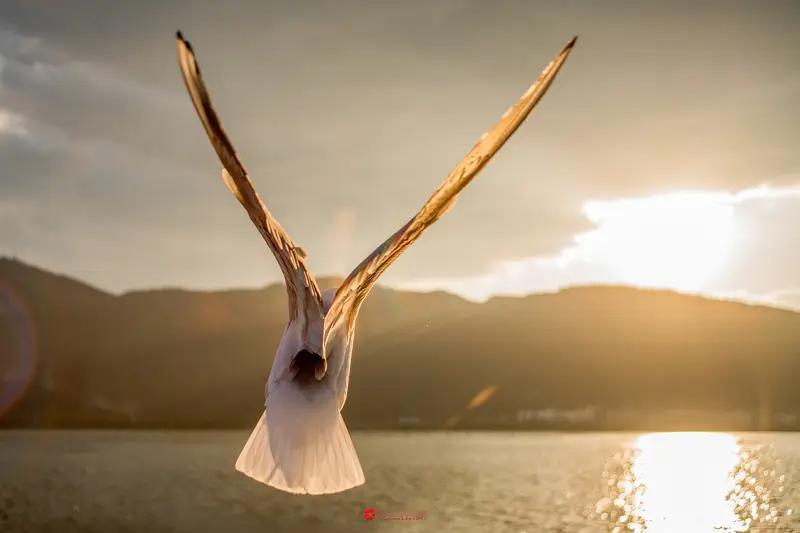 我最钟爱的励志名言，是张海迪所说的“即使翅膀断了，心也要飞翔”。

她身有残疾，