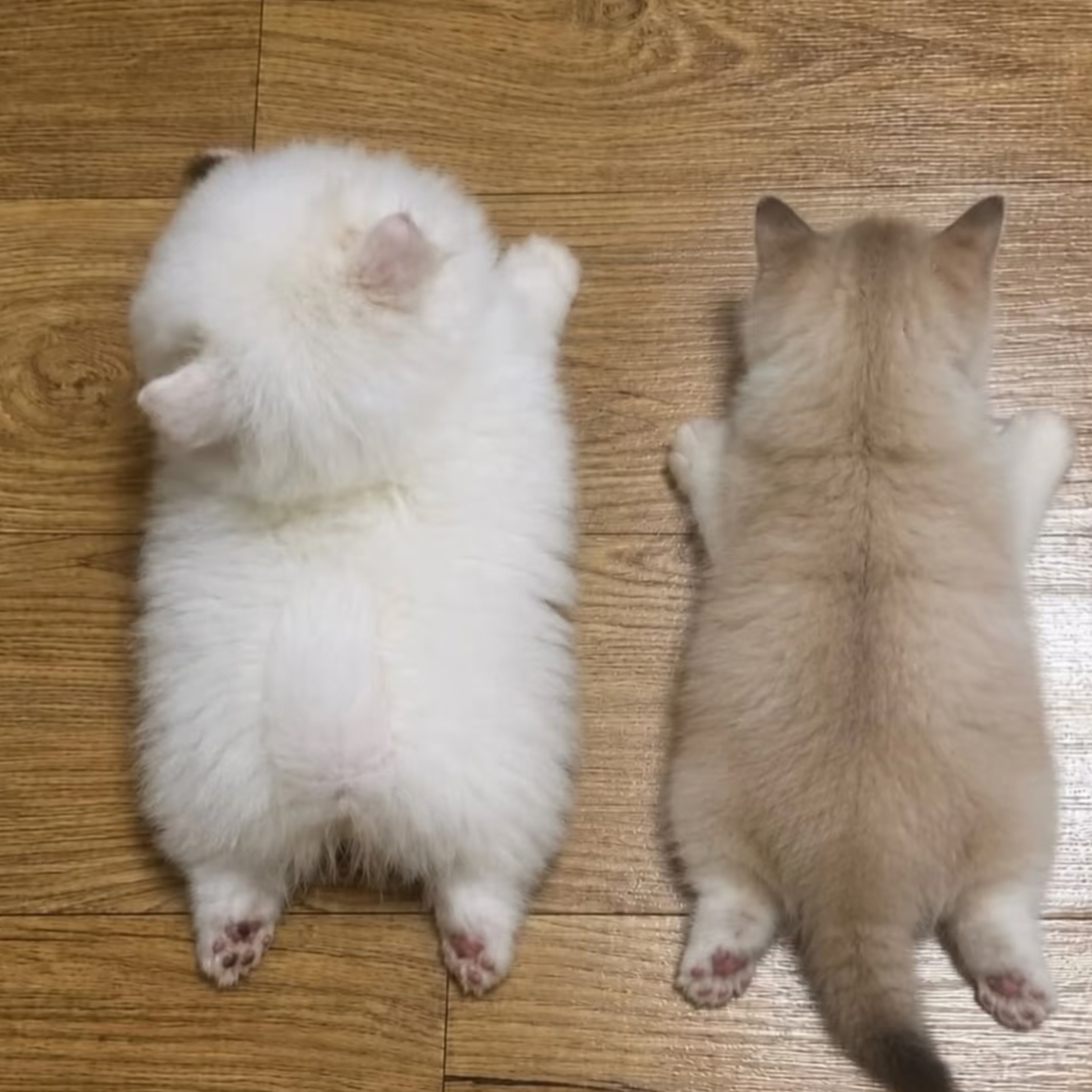 看点萌的 
