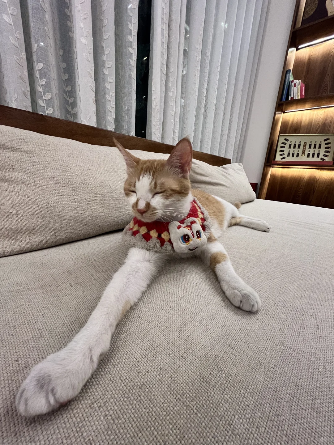 不是不能出去玩，是不能一个猫出去玩！