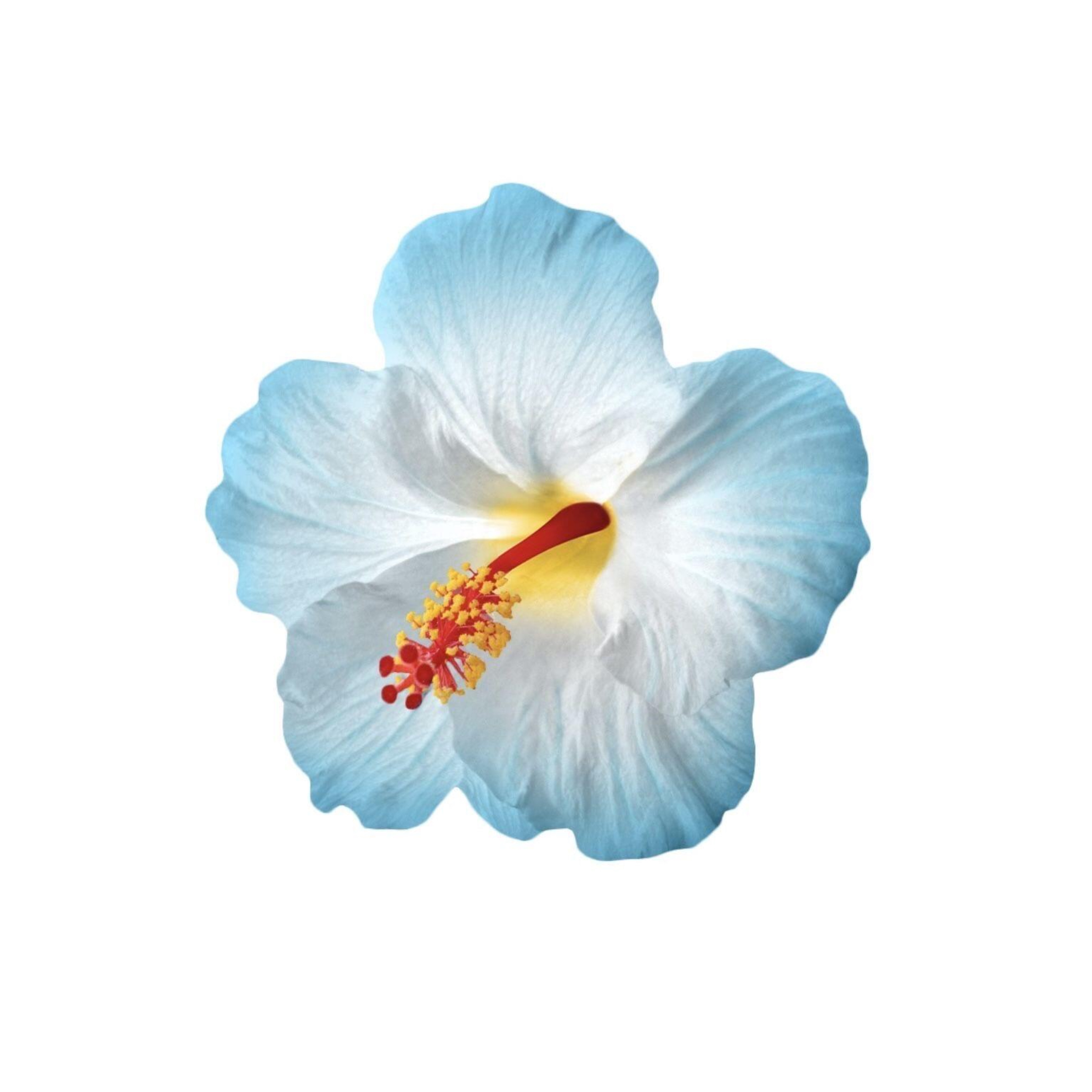 花朵贴纸素材₊ ❀ 