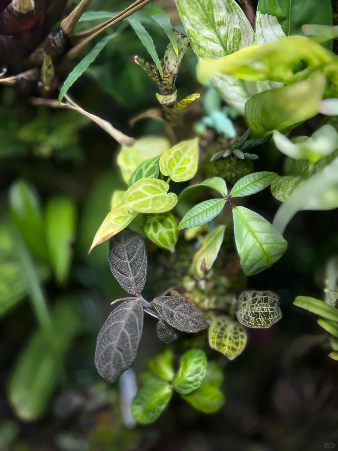 雨林缸内的爵床科植物