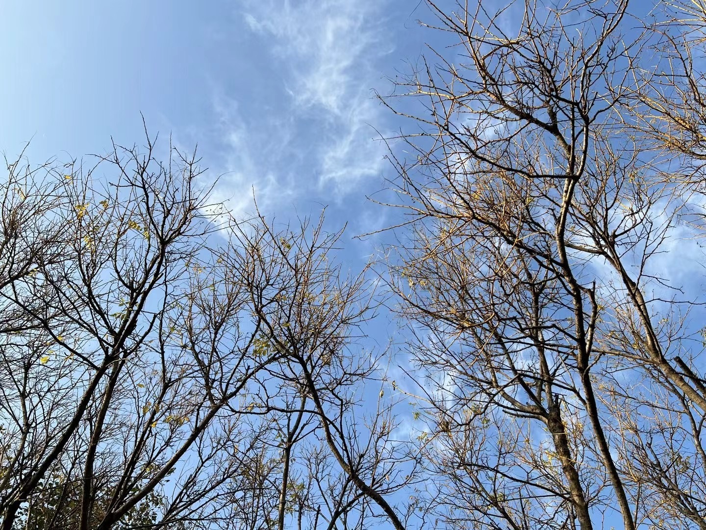 #中式美学与秋景的适配度#树树皆秋色，山山唯落晖。 ​​​