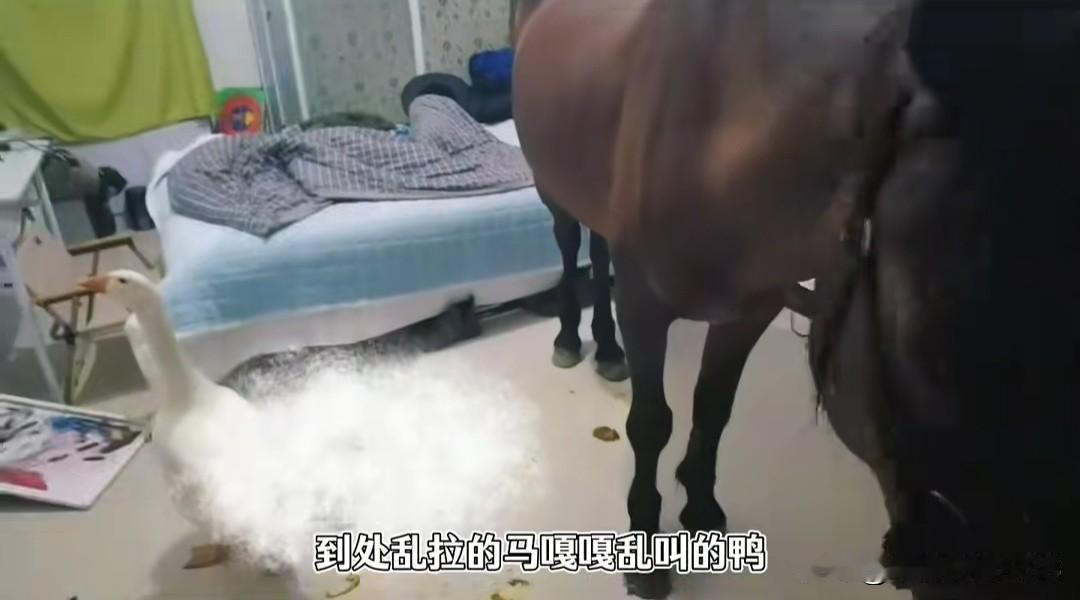 以为是房东允许养宠物后变脸，推开门瞬间网友看懵，这谁受得了!

房东刷视频，见一