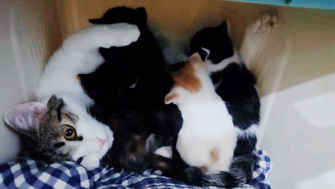 我的花园我的猫 蛋妞第一次当妈妈，当得非常好，她非常爱她的娃，把他们养得白白胖胖