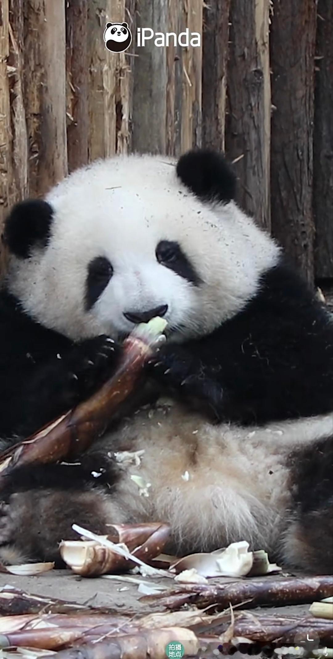 报告，这里发现一个会动的三角饭团🍙 !大熊猫和花 