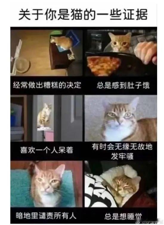 我跟猫唯一的区别就是我不可爱 